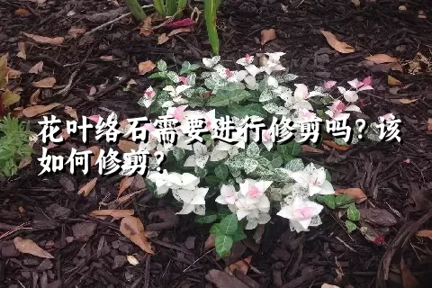 花叶络石需要进行修剪吗？该如何修剪？