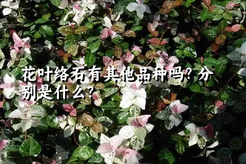 花叶络石有其他品种吗？分别是什么？