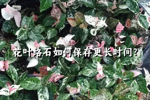 花叶络石如何保存更长时间？