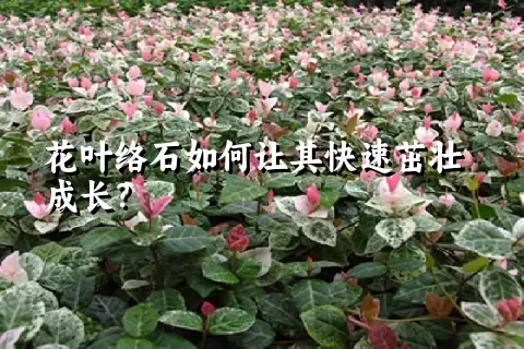 花叶络石如何让其快速茁壮成长？