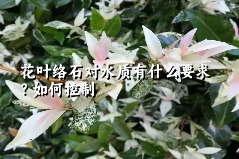 花叶络石对水质有什么要求？如何控制