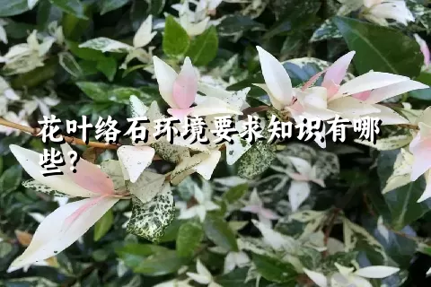 花叶络石环境要求知识有哪些？