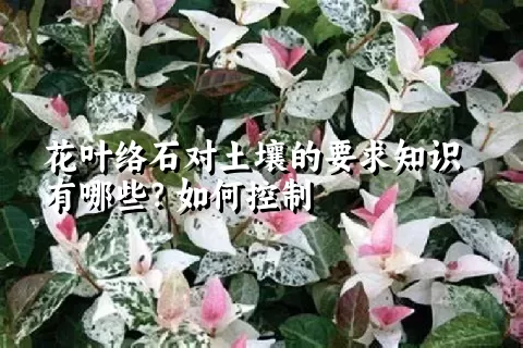 花叶络石对土壤的要求知识有哪些？如何控制