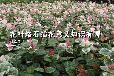 花叶络石插花意义知识有哪些？