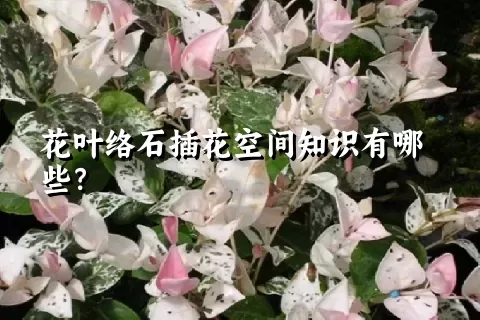 花叶络石插花空间知识有哪些？