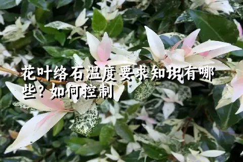 花叶络石温度要求知识有哪些？如何控制