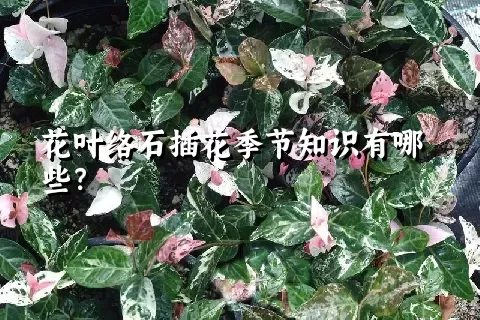 花叶络石插花季节知识有哪些？