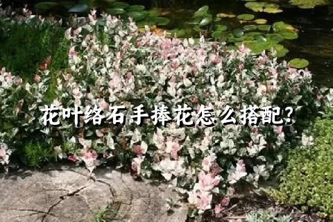 花叶络石手捧花怎么搭配？