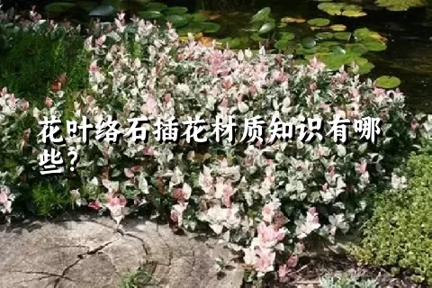 花叶络石插花材质知识有哪些？