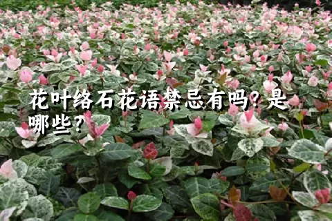 花叶络石花语禁忌有吗？是哪些？