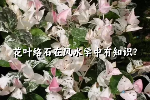 花叶络石在风水学中有知识？