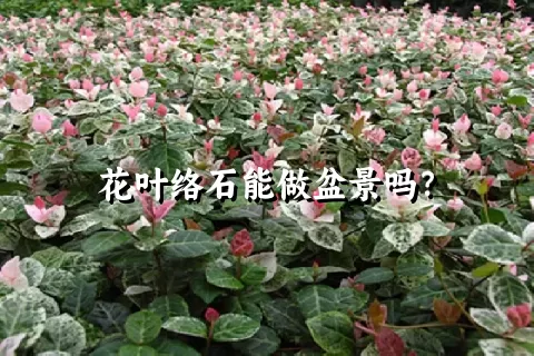 花叶络石能做盆景吗？