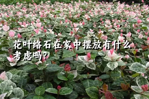 花叶络石在家中摆放有什么考虑吗？