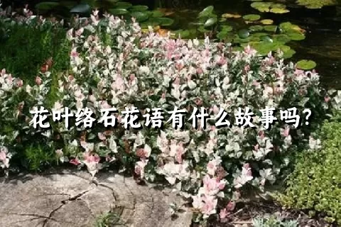 花叶络石花语有什么故事吗？