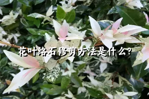 花叶络石修剪方法是什么？