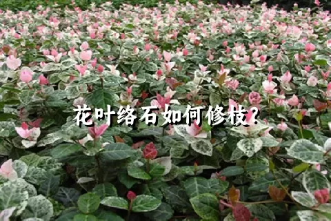 花叶络石如何修枝？