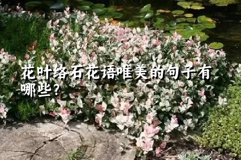 花叶络石花语唯美的句子有哪些？