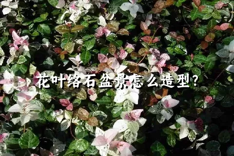 花叶络石盆景怎么造型？