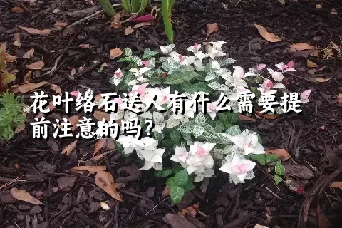 花叶络石送人有什么需要提前注意的吗？