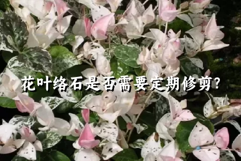 花叶络石是否需要定期修剪？