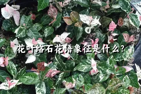 花叶络石花语象征是什么？