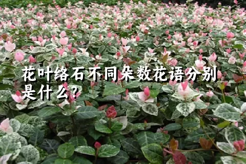 花叶络石不同朵数花语分别是什么？