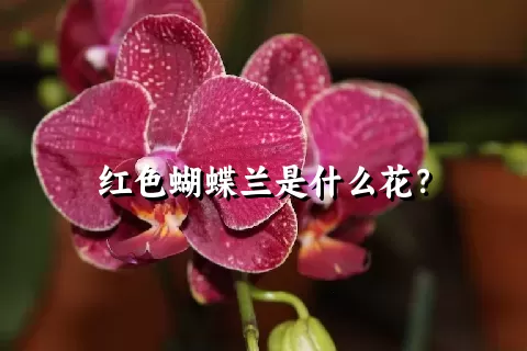 红色蝴蝶兰是什么花？