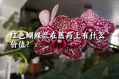 红色蝴蝶兰在医药上有什么价值？