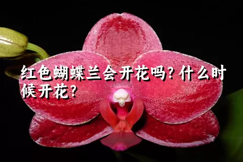 红色蝴蝶兰会开花吗？什么时候开花？