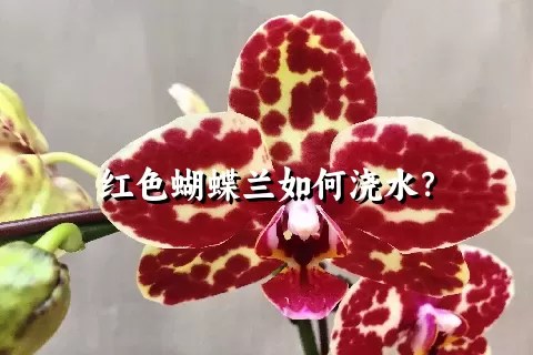 红色蝴蝶兰如何浇水？