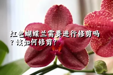 红色蝴蝶兰需要进行修剪吗？该如何修剪？