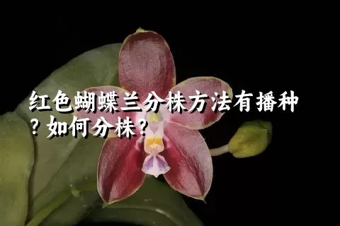 红色蝴蝶兰分株方法有播种？如何分株？