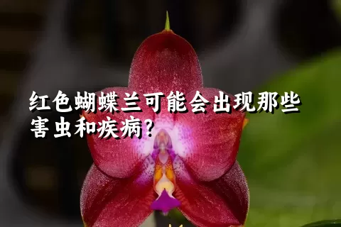 红色蝴蝶兰可能会出现那些害虫和疾病？