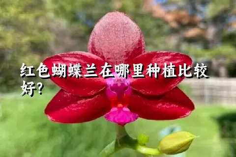 红色蝴蝶兰在哪里种植比较好？