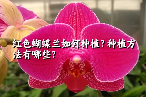 红色蝴蝶兰如何种植？种植方法有哪些？