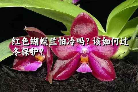 红色蝴蝶兰怕冷吗？该如何过冬保护？