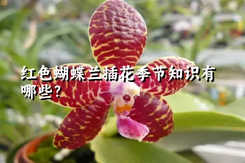 红色蝴蝶兰插花季节知识有哪些？