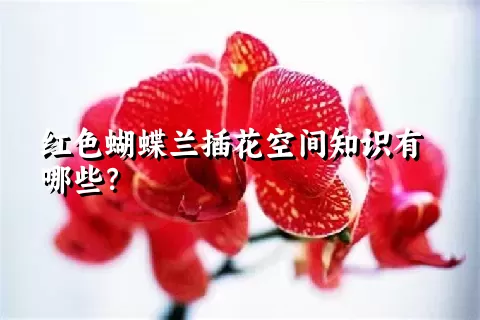 红色蝴蝶兰插花空间知识有哪些？