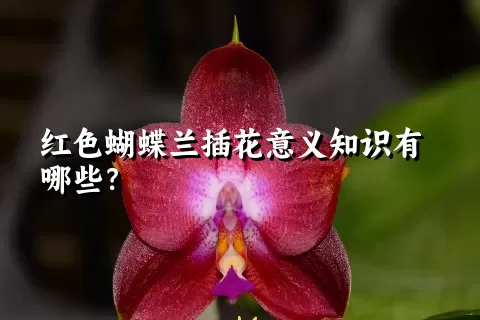 红色蝴蝶兰插花意义知识有哪些？