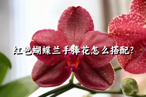 红色蝴蝶兰手捧花怎么搭配？