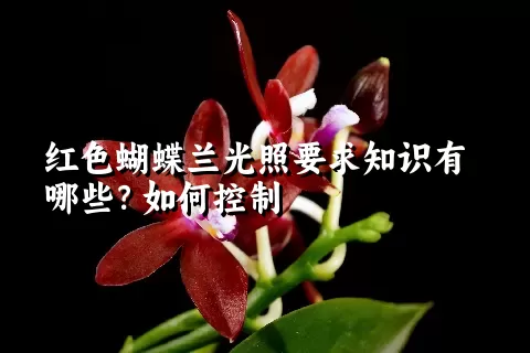 红色蝴蝶兰光照要求知识有哪些？如何控制