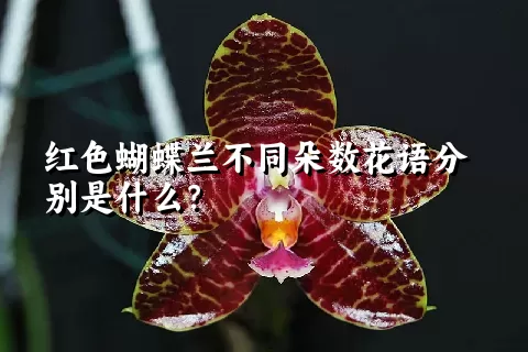 红色蝴蝶兰不同朵数花语分别是什么？