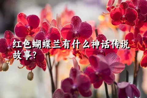 红色蝴蝶兰有什么神话传说故事？