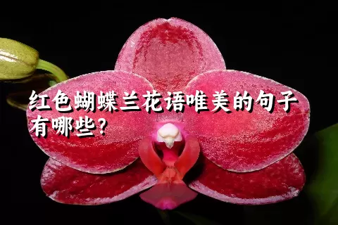 红色蝴蝶兰花语唯美的句子有哪些？