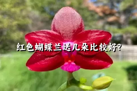 红色蝴蝶兰送几朵比较好？