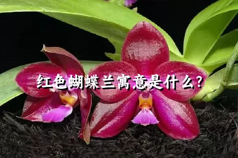 红色蝴蝶兰寓意是什么？