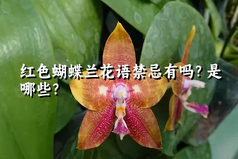 红色蝴蝶兰花语禁忌有吗？是哪些？