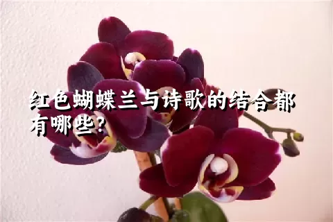 红色蝴蝶兰与诗歌的结合都有哪些？