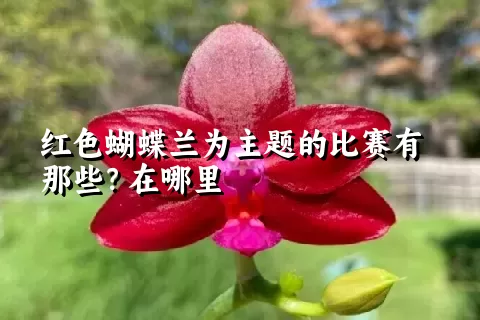 红色蝴蝶兰为主题的比赛有那些？在哪里