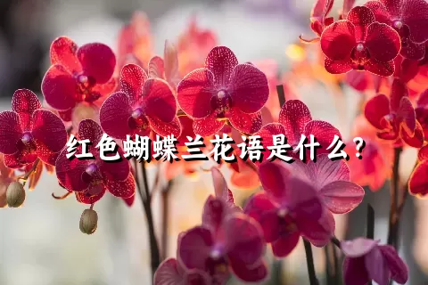 红色蝴蝶兰花语是什么？